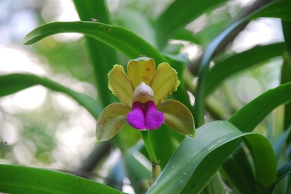 Орхидея Shenzhen Nongke – самый дорогой цветок в мире