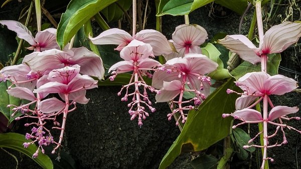 Мединилла – необычное растение с розовыми цветами и прицветниками