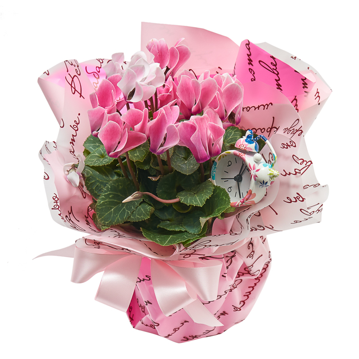 Фото букета Комнатный цветок "Цикломен розовый"