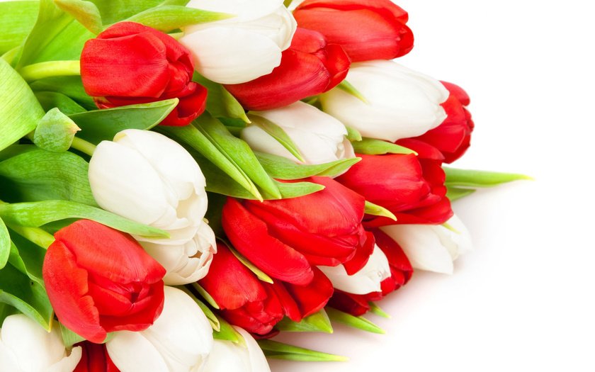 Фото букета Тюльпаны красные и белые