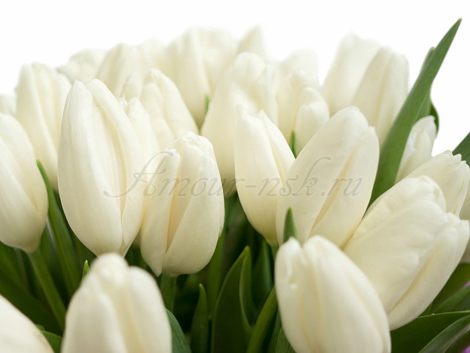 Фото букета Нежные тюльпаны