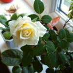 Букет Роз На Подоконнике Фото