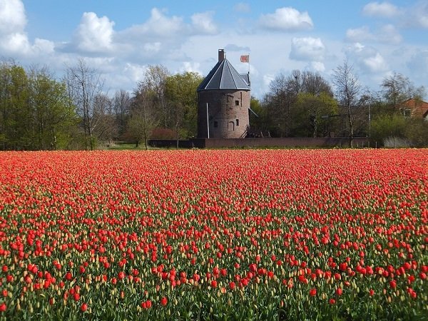 Тюльпаны в Голландии