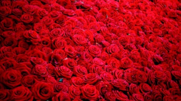 Алла Пугачева — Миллионы алых роз