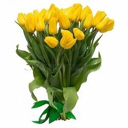 На фото – желтые тюльпаны