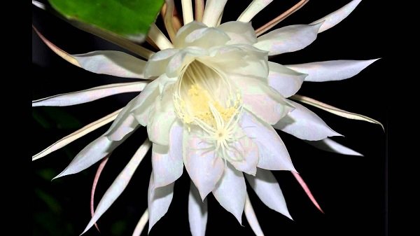 Царица ночи – селеницереус крупноцветковый