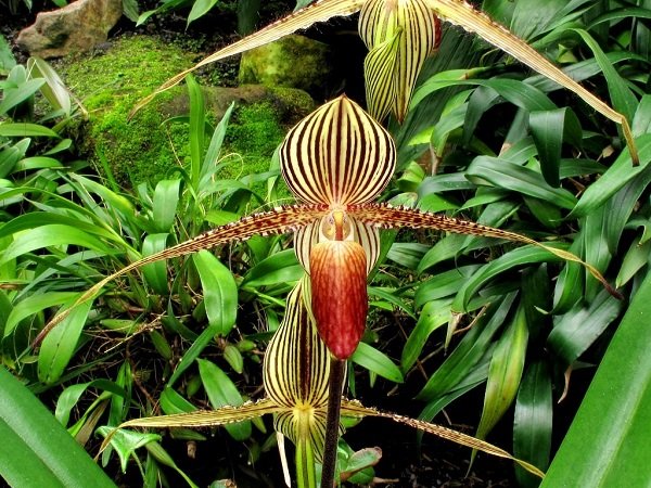 Орхидея «Золото Кинабалу» – исчезающий вид