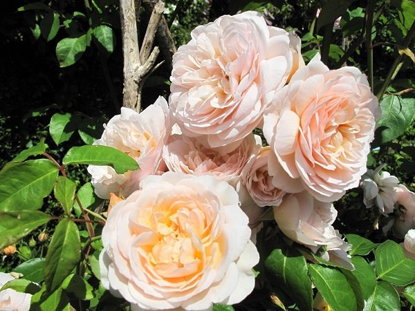 Райские розы «Пьер де Ронсар»