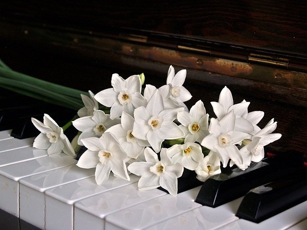 Цветы на клавишах фортепьяно