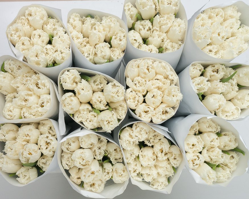 Белые тюльпаны.jpg